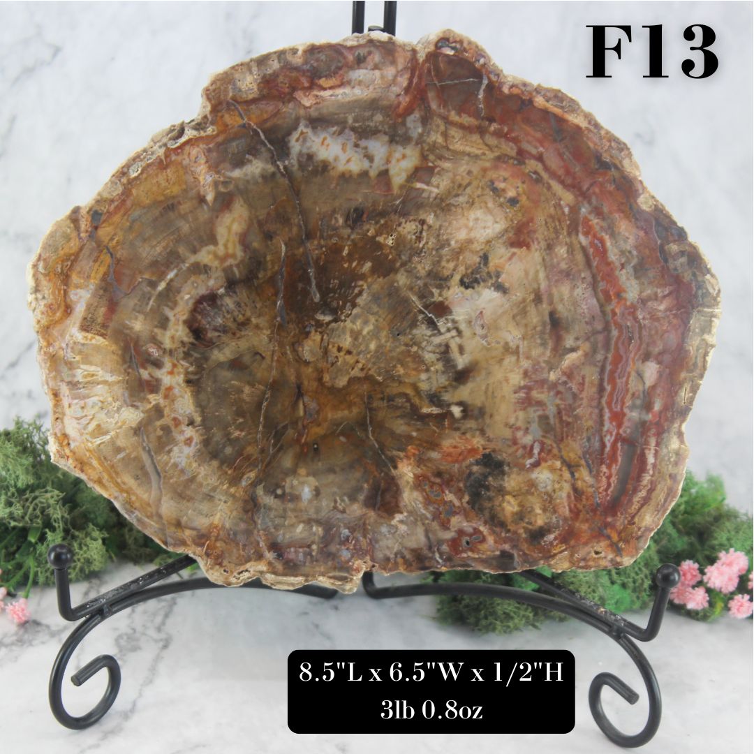 Petrified Wood Slabs 8-10"
