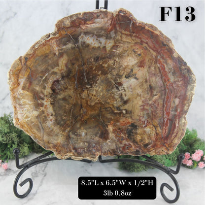 Petrified Wood Slabs 7-10"