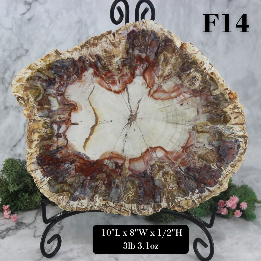 Petrified Wood Slabs 8-10"