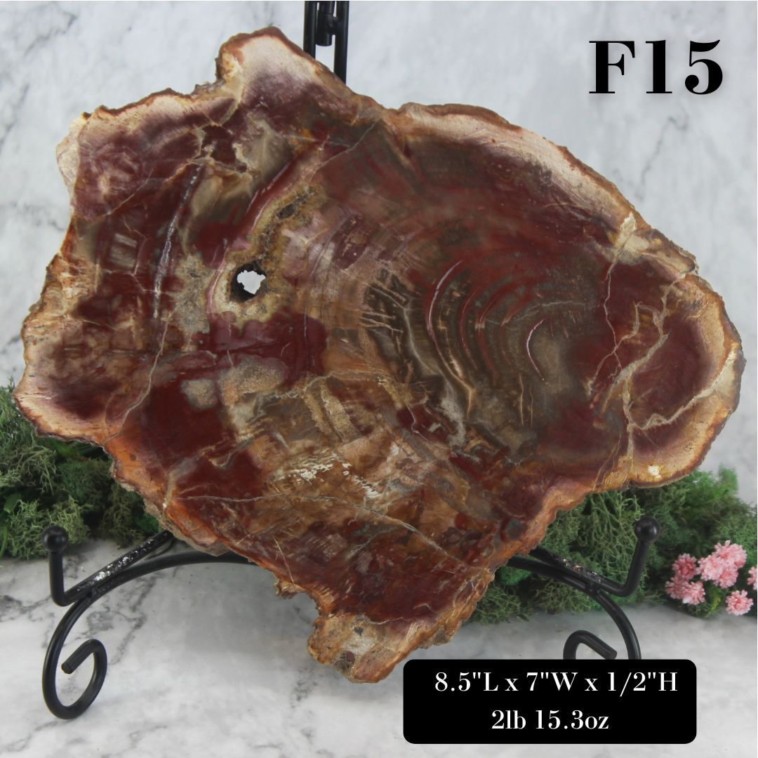 Petrified Wood Slabs 8-10"