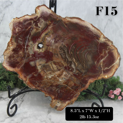 Petrified Wood Slabs 8-10"