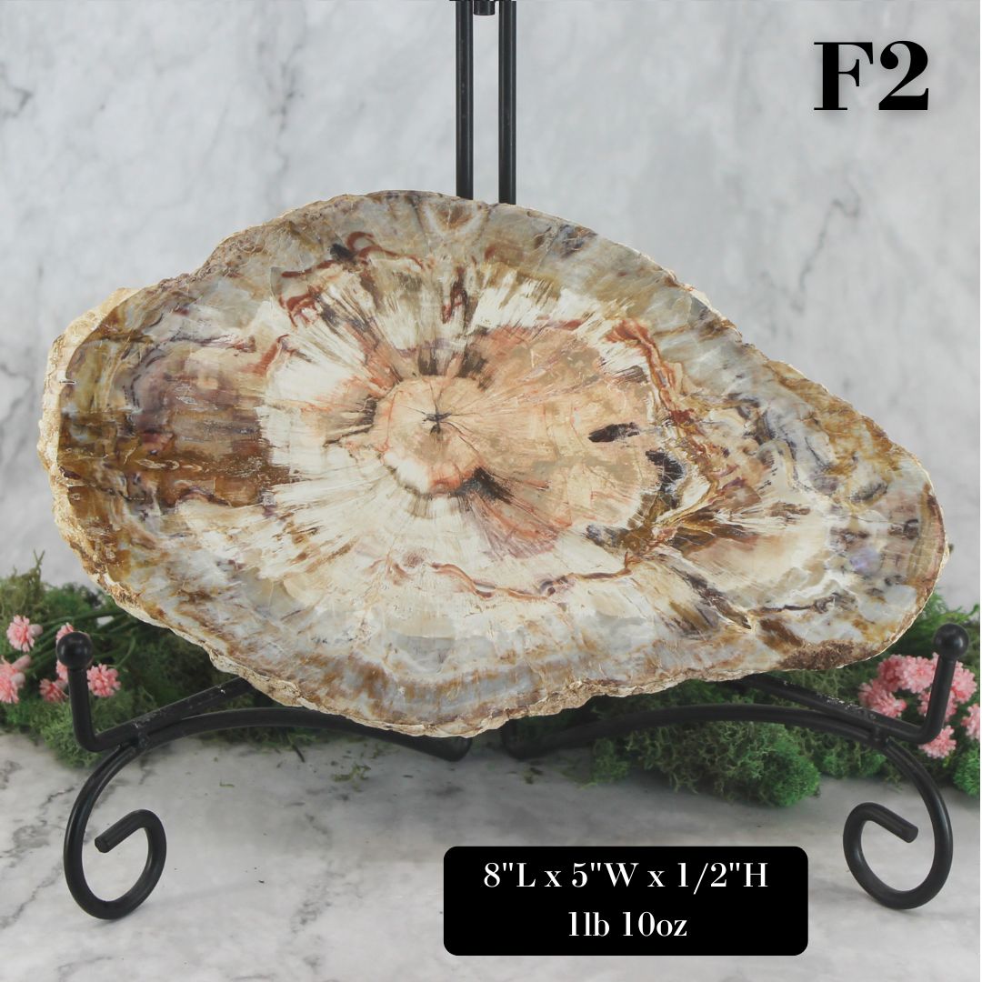 Petrified Wood Slabs 8-10"