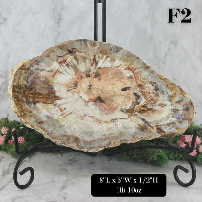 Petrified Wood Slabs 8-10"