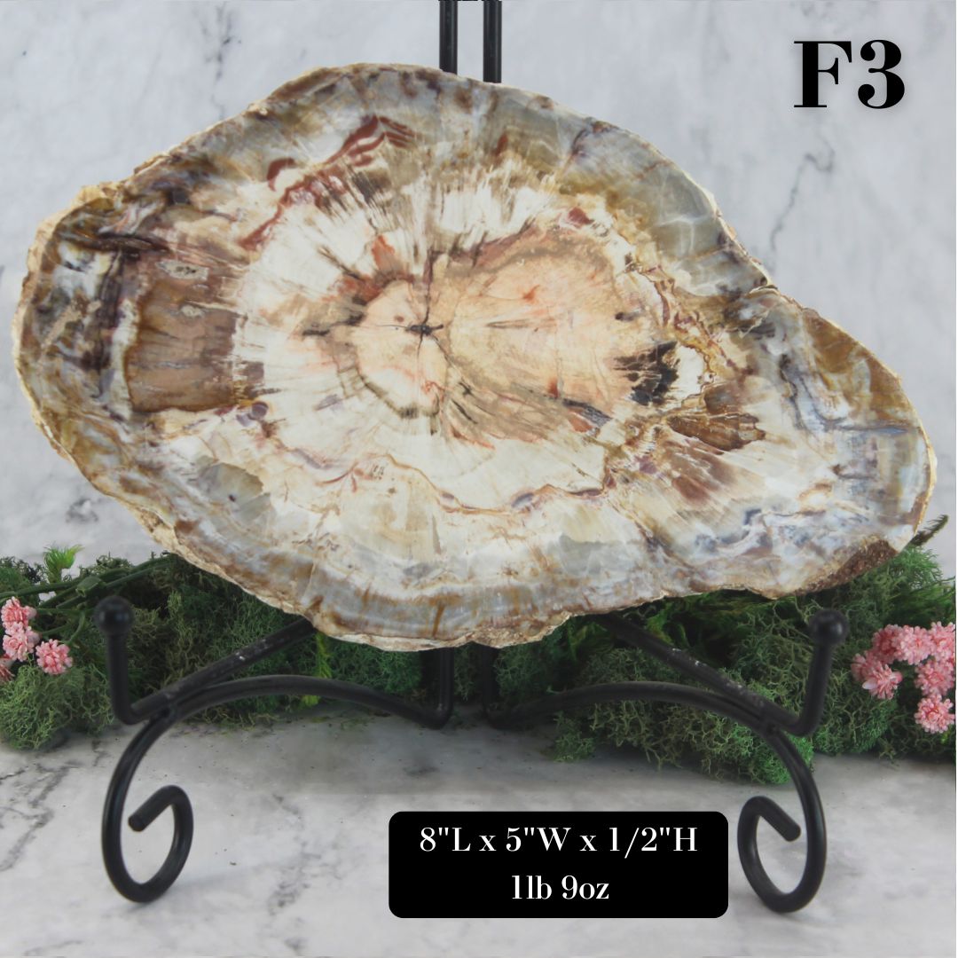 Petrified Wood Slabs 8-10"