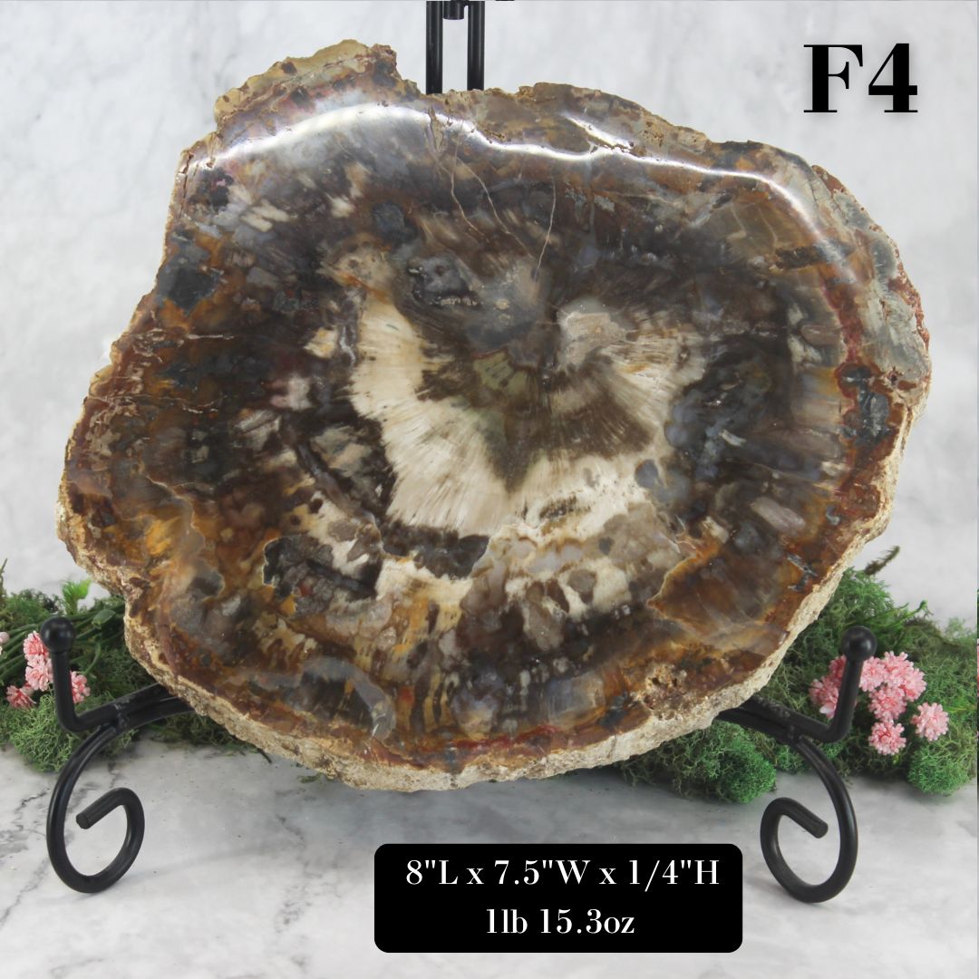 Petrified Wood Slabs 8-10"