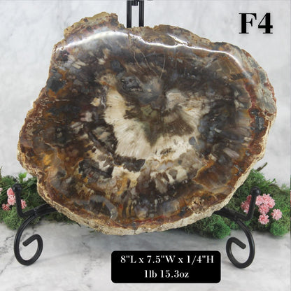 Petrified Wood Slabs 8-10"