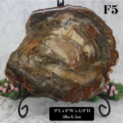 Petrified Wood Slabs 8-10"