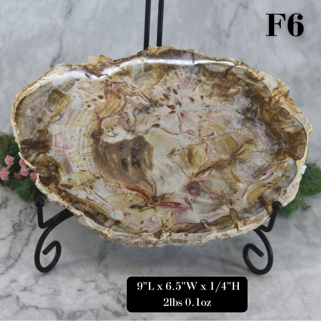 Petrified Wood Slabs 8-10"