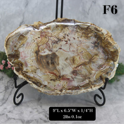 Petrified Wood Slabs 8-10"