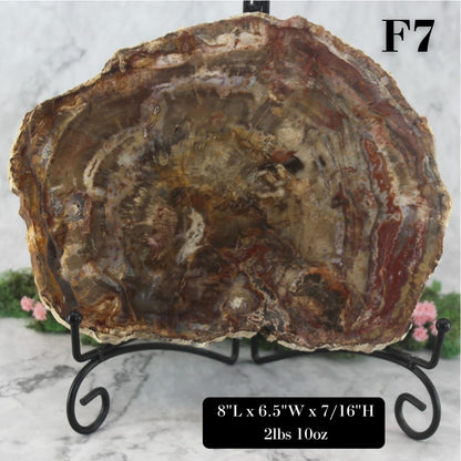 Petrified Wood Slabs 8-10"