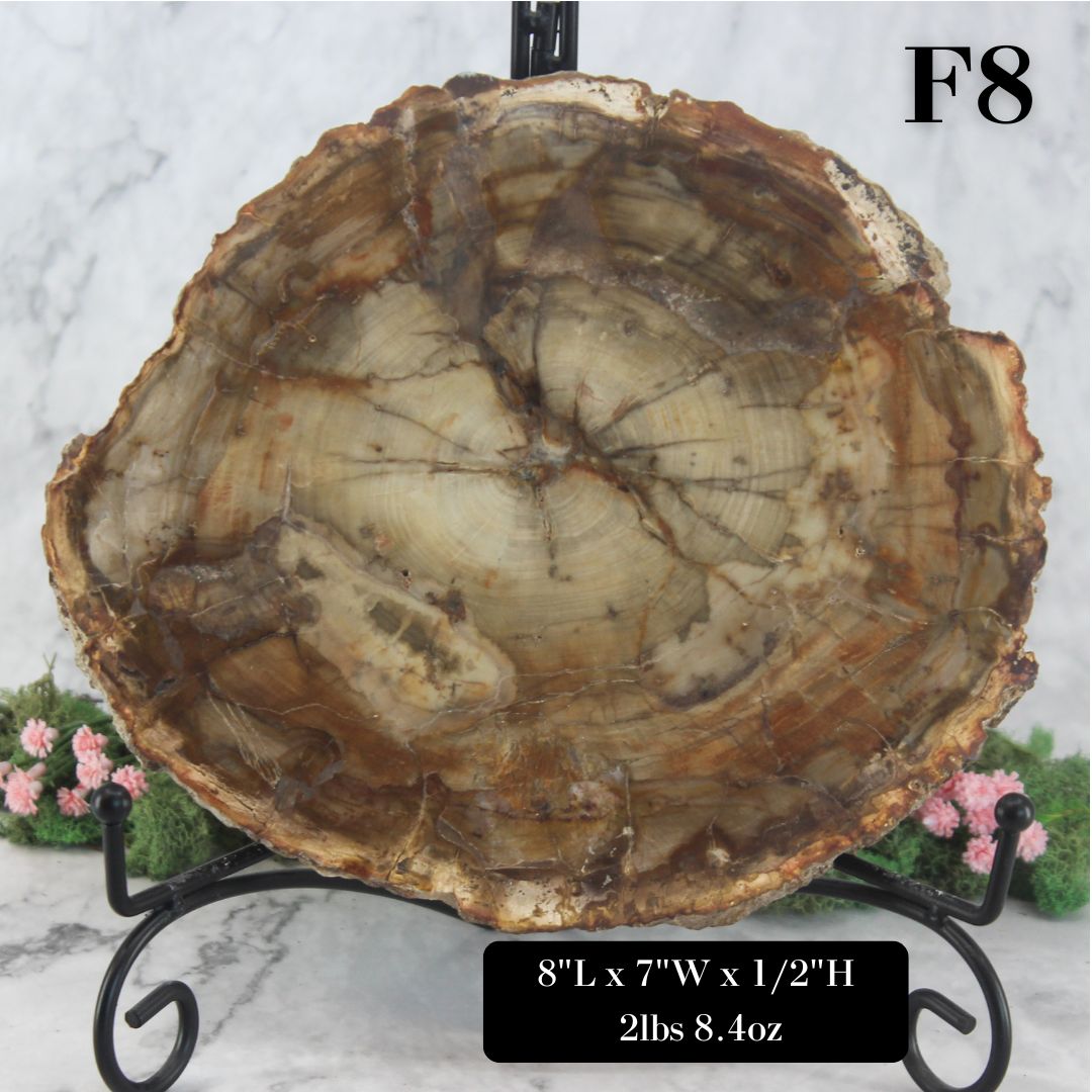 Petrified Wood Slabs 8-10"