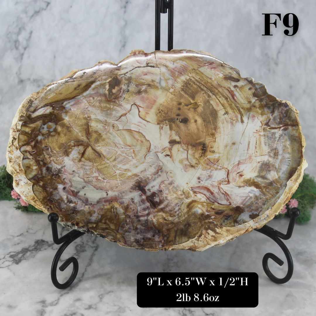 Petrified Wood Slabs 8-10"