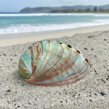 Red Abalone 3-3.5"