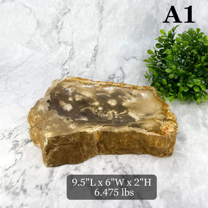 Garden Age Petrified Wood Bowls 9-10"