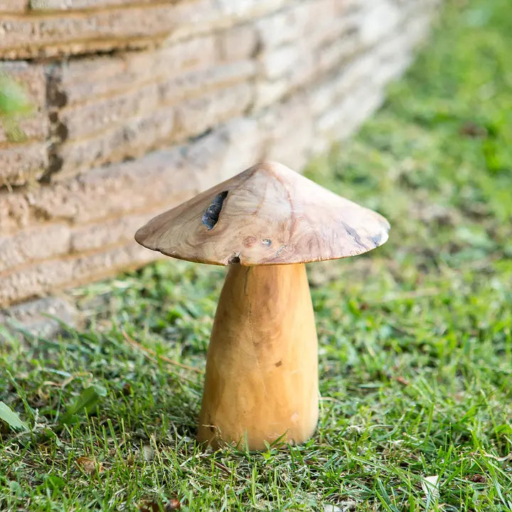 Tea Tree Root Mushrooms