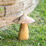 Tea Tree Root Mushrooms