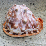 African Bullmouth Helmet