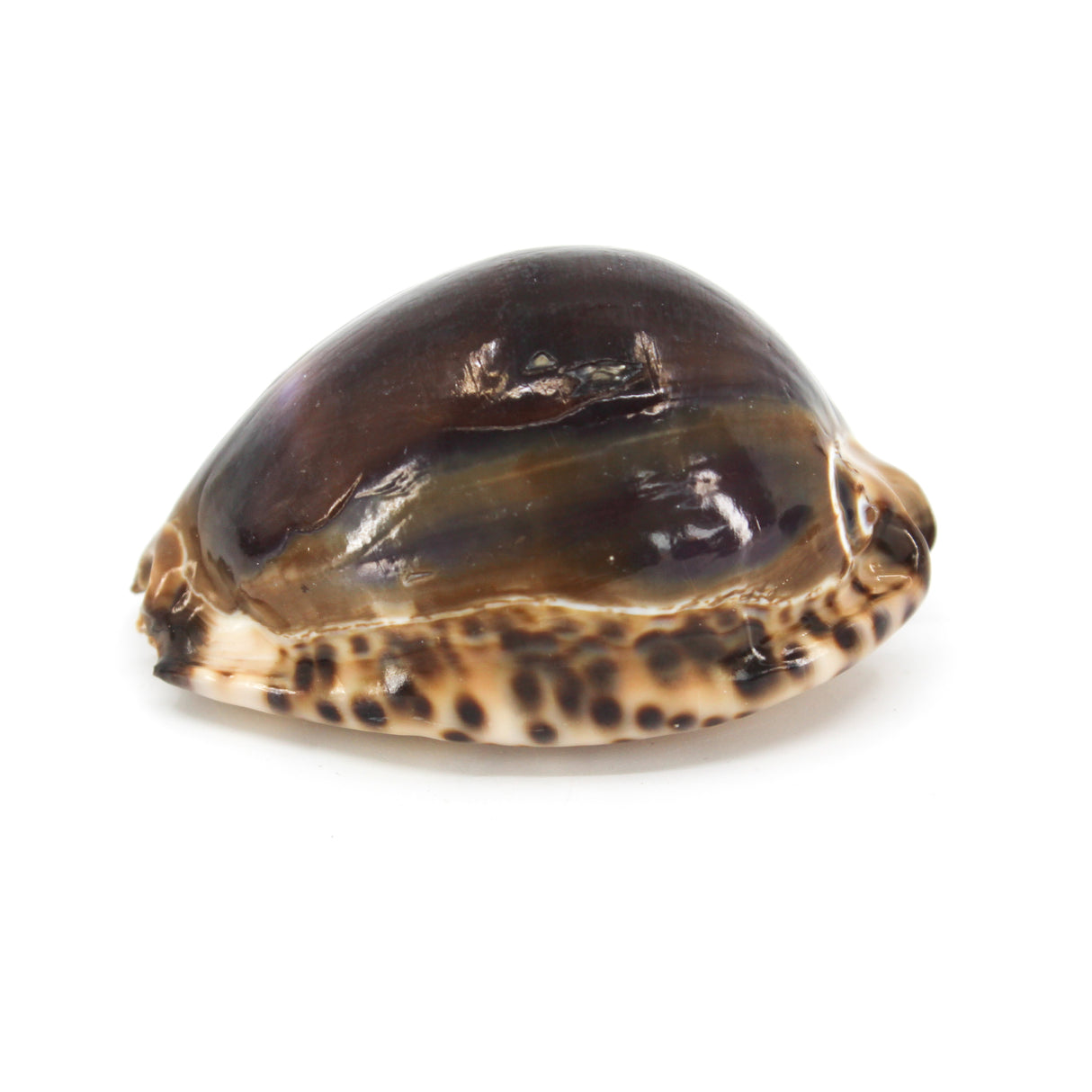 Arabian Cowries