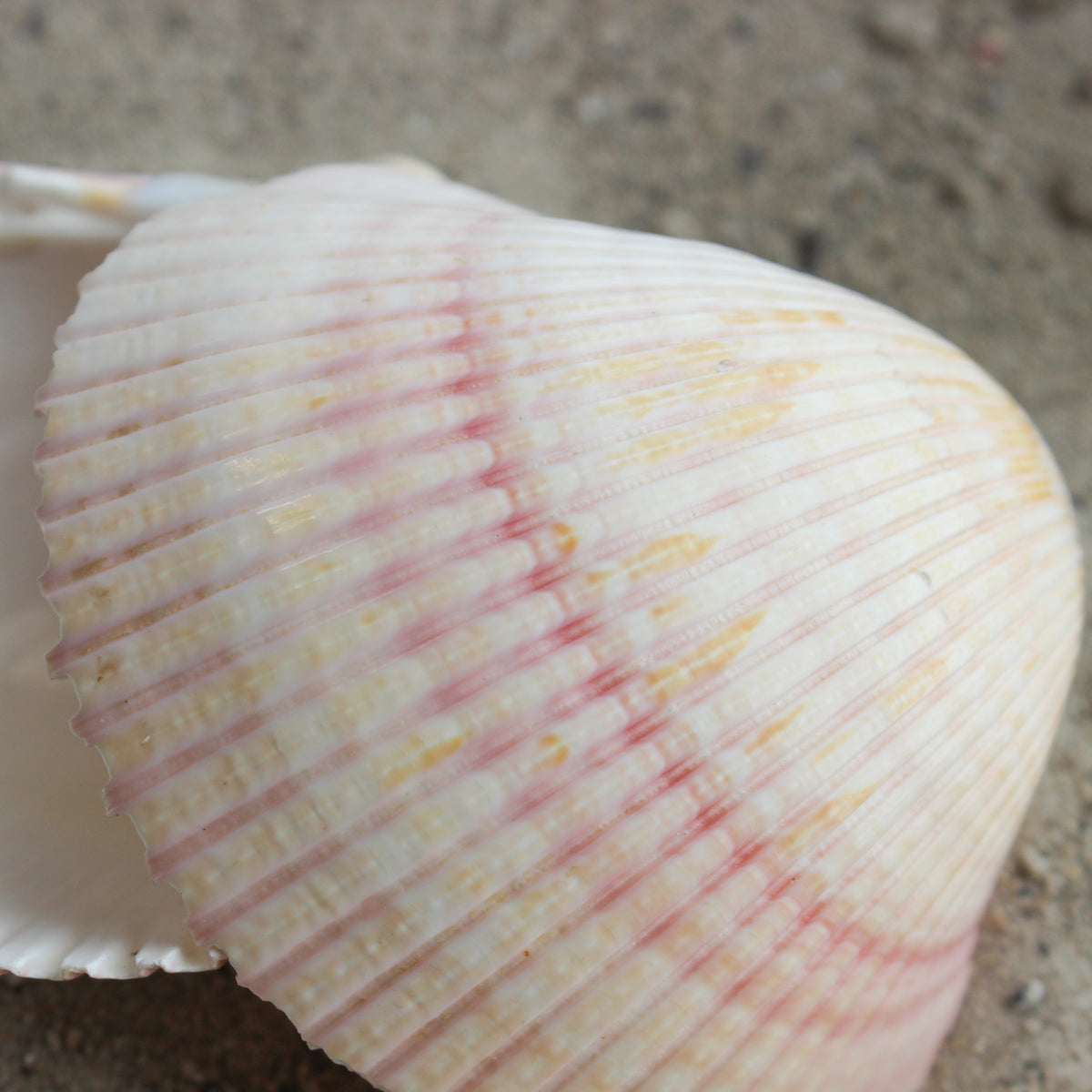 African Cardium