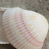 African Cardium