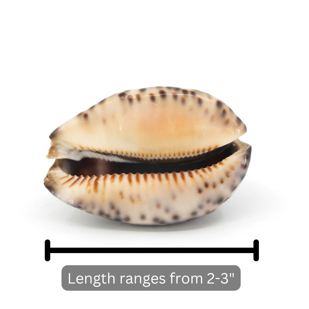 Arabian Cowrie 2-3"