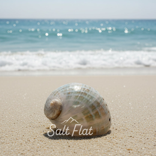 Australian Abalone 6-7"