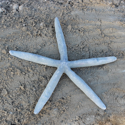 Blue Linkia Star
