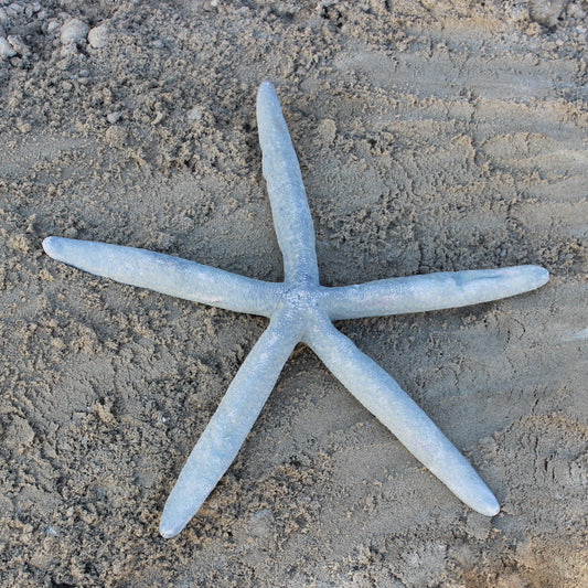 Blue Linkia Star
