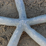 Blue Linkia Star