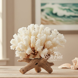Brownstem Coral 5-7"