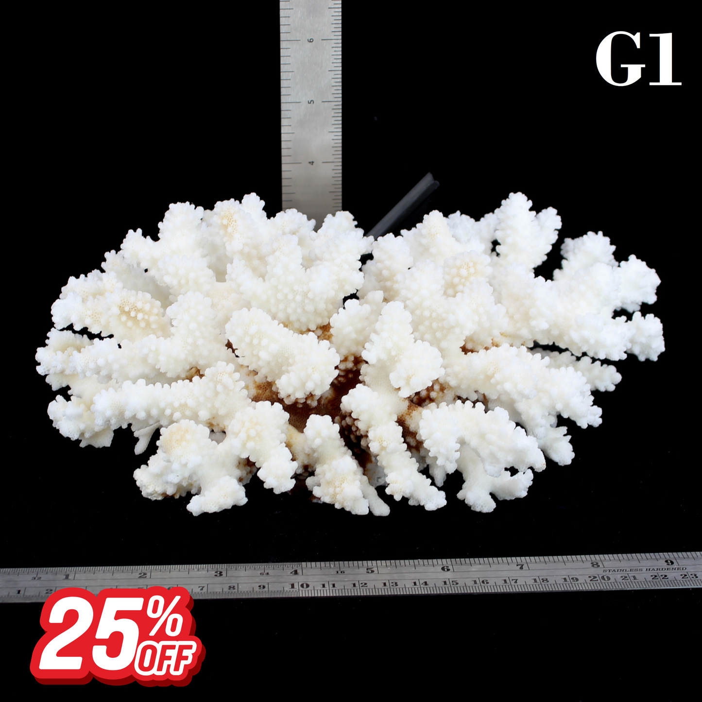 Brownstem Coral 7-10"