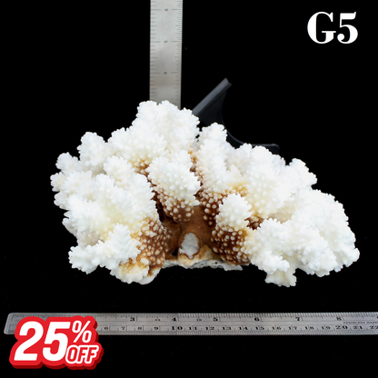 Brownstem Coral 7-10"