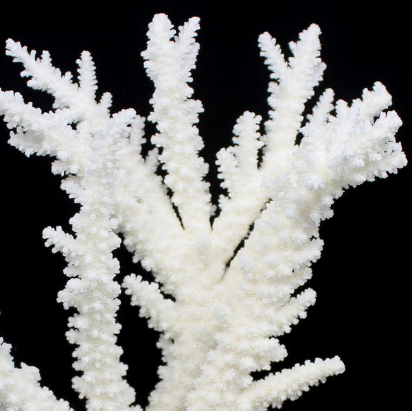 coralcoralページ Blue Coral 5-7