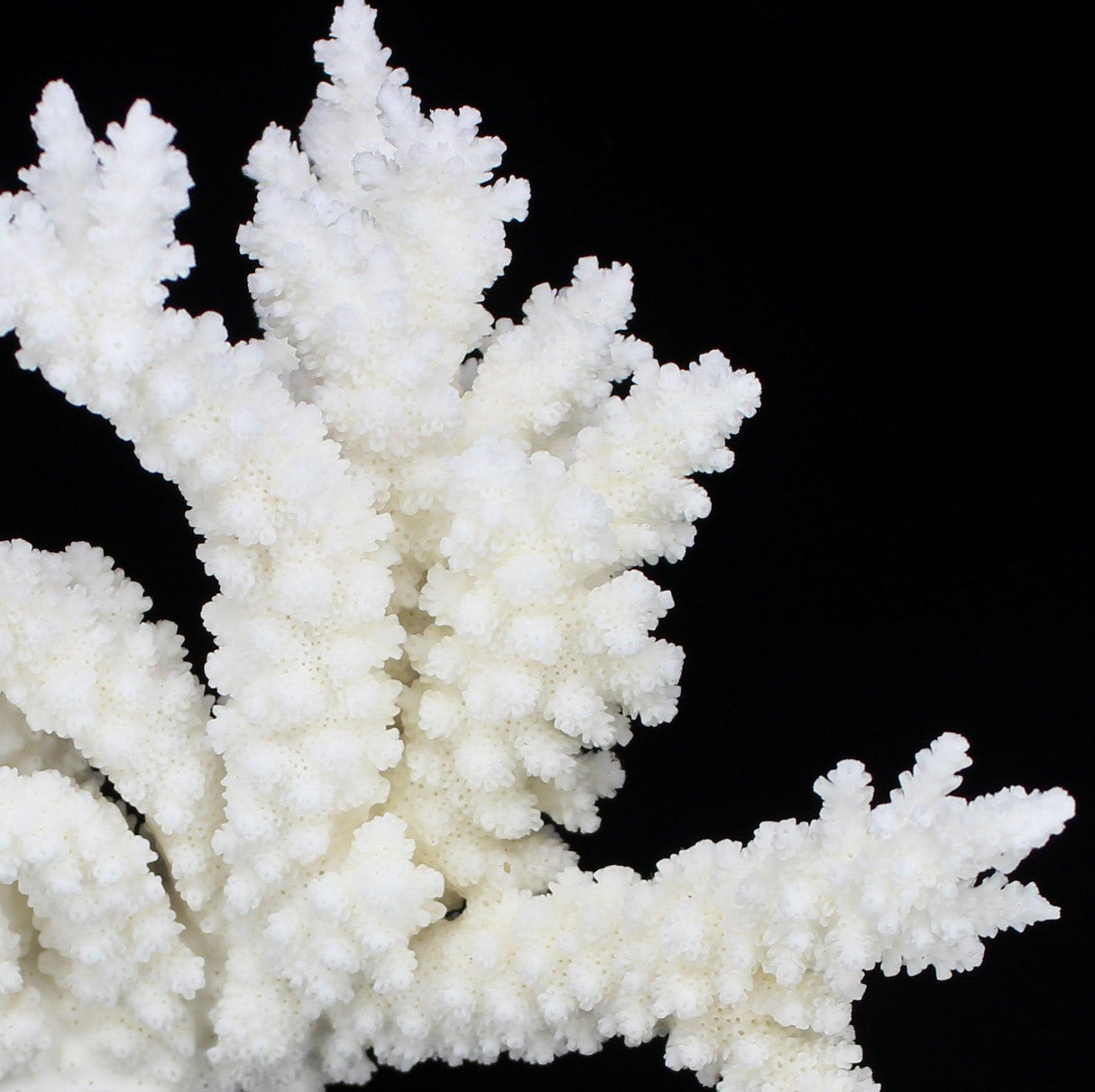 Branch Coral 7-10"