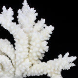 Branch Coral 7-10"