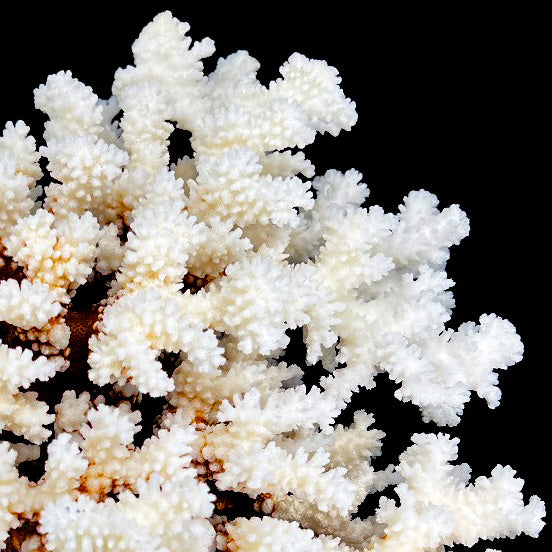 Brownstem Coral 12-14"