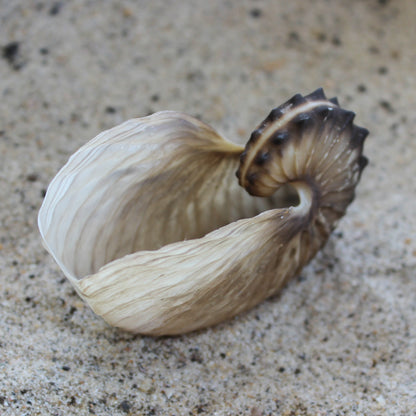 Brown Paper Nautilus 2.5-3"