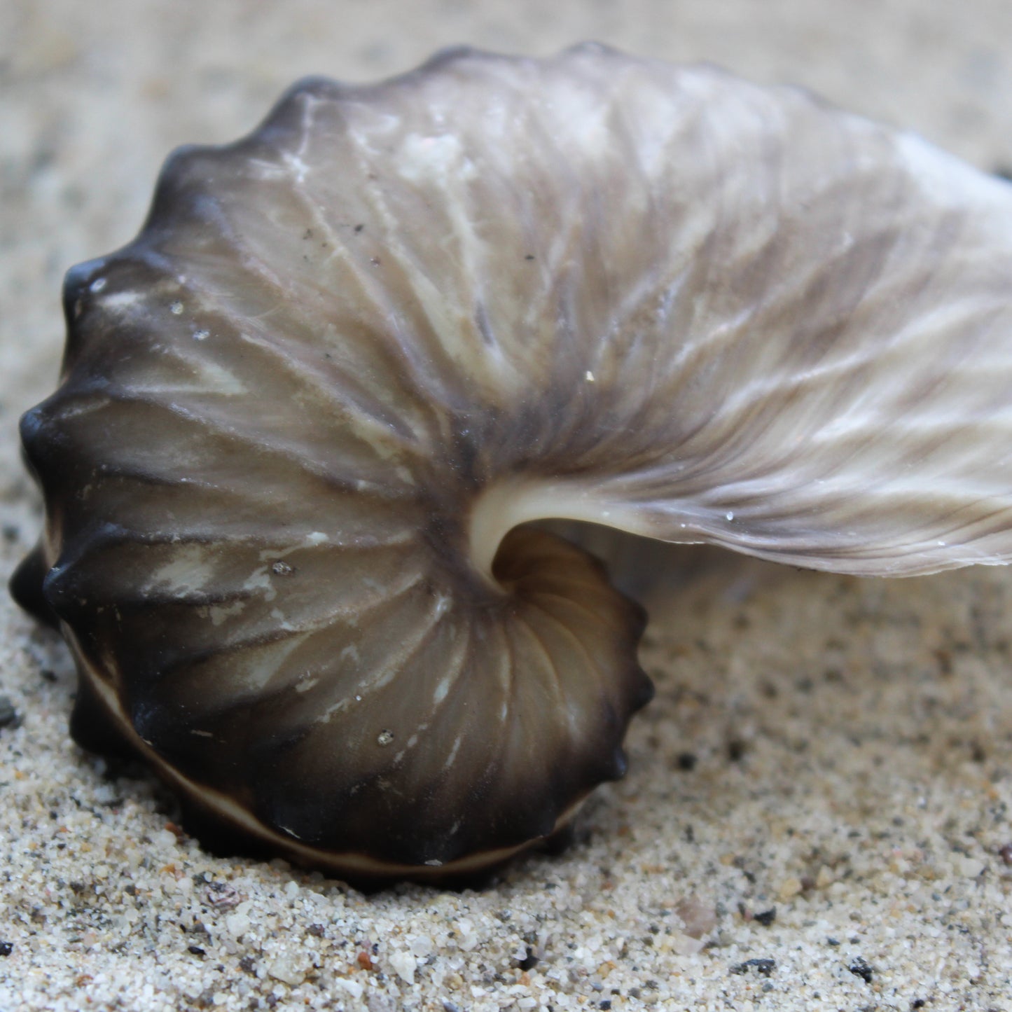 Brown Paper Nautilus 2.5-3"