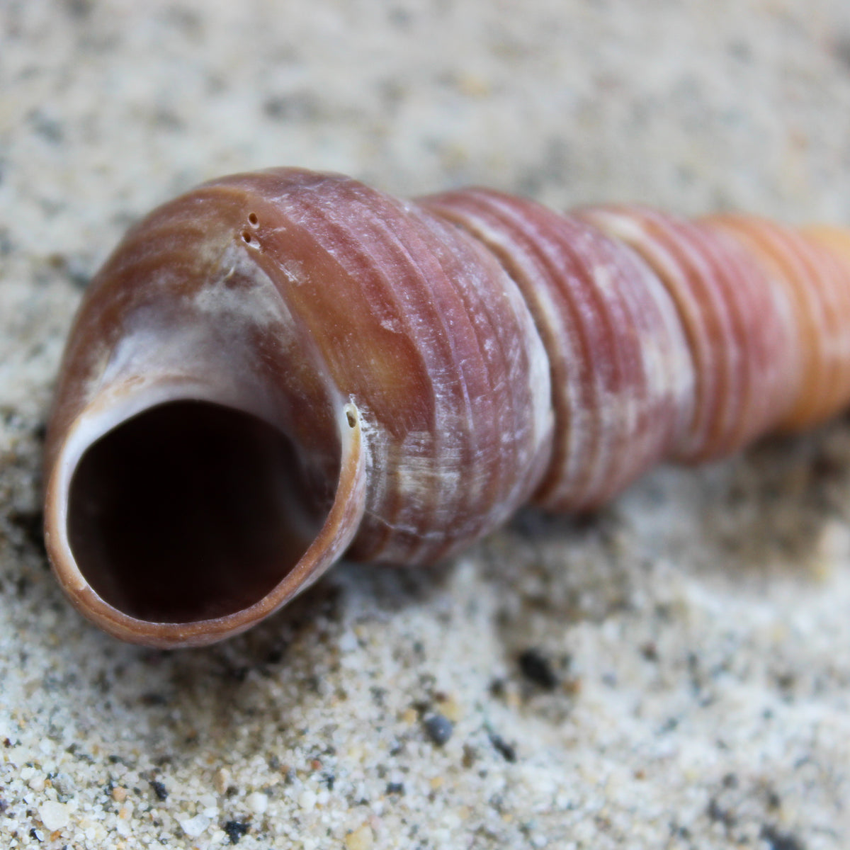 Brown Turritella 3-4"