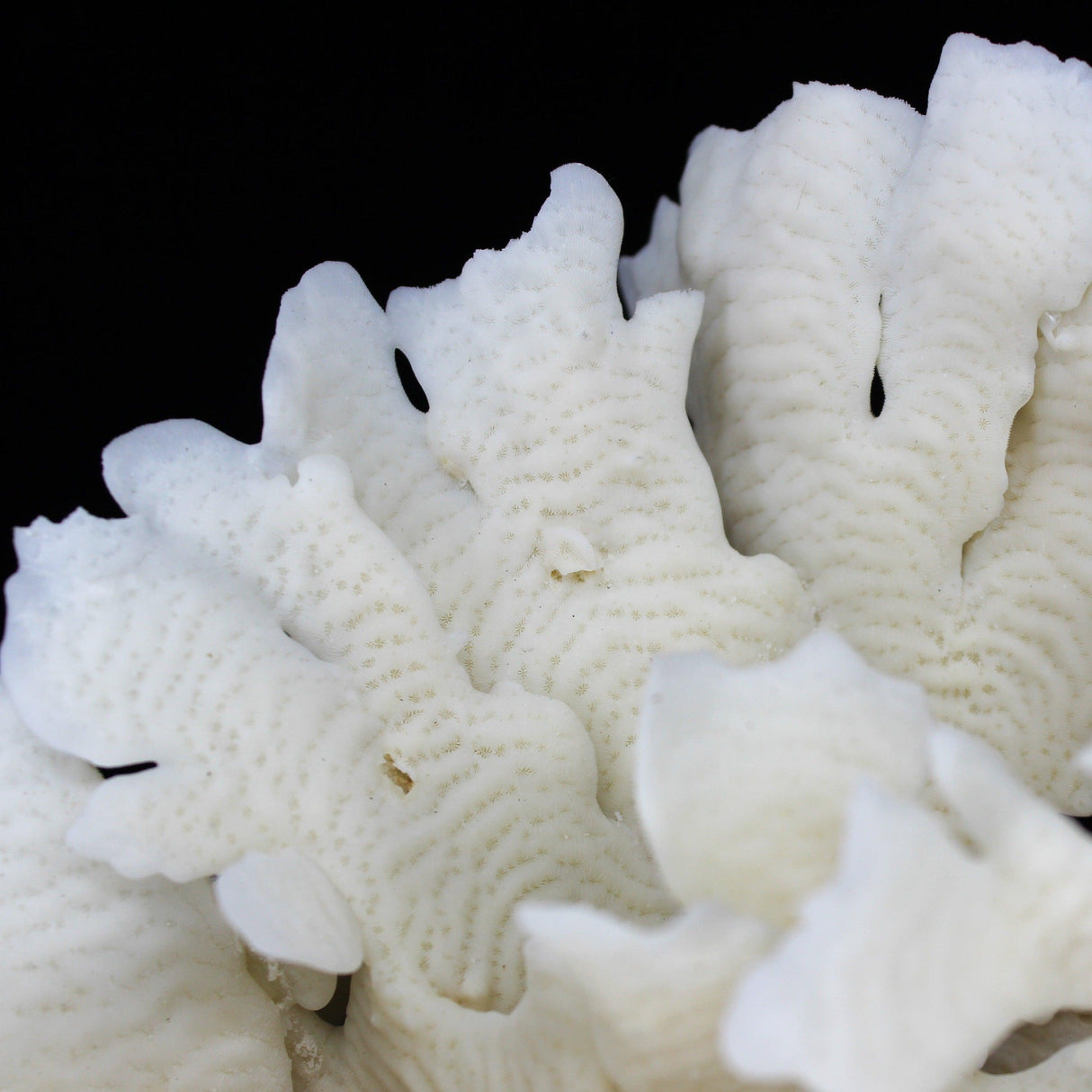 Cactus Coral 10-12"