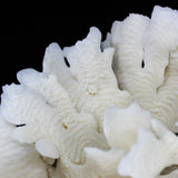 Cactus Coral 10-12"