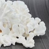 Cactus Coral 7-10"
