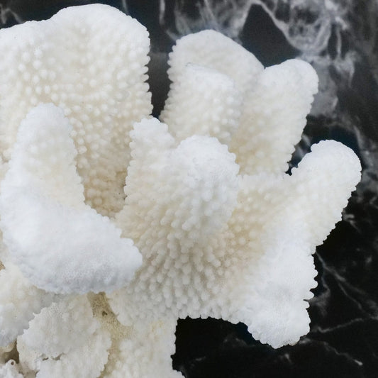 Cauliflower Coral 10-12"