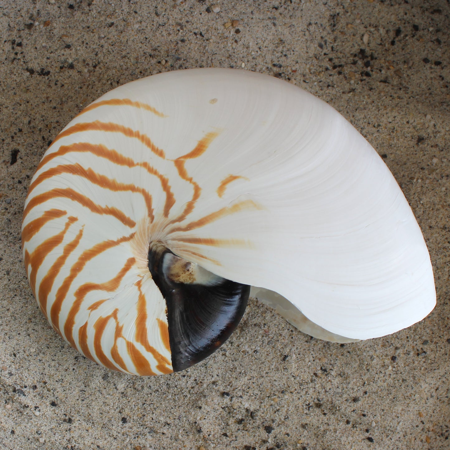 Chambered Nautilus 7"