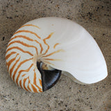 Chambered Nautilus