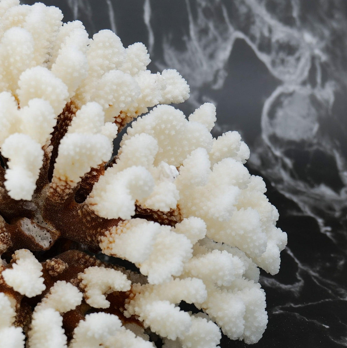 Cluster Coral 10-12"