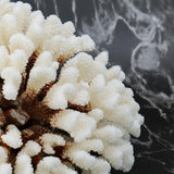 Cluster Coral 10-12"