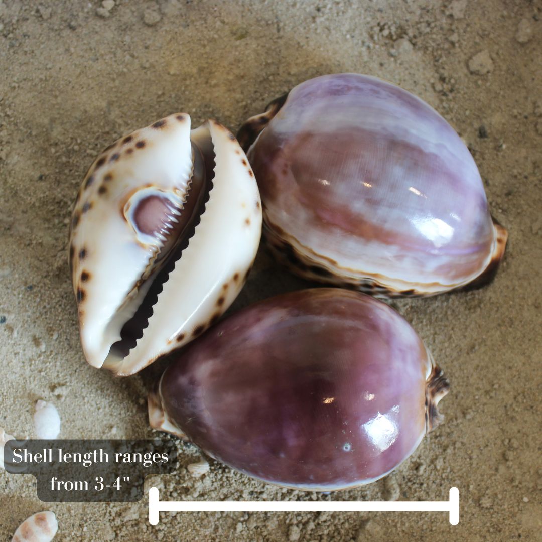 Purple Tiger Cowrie 3-4"