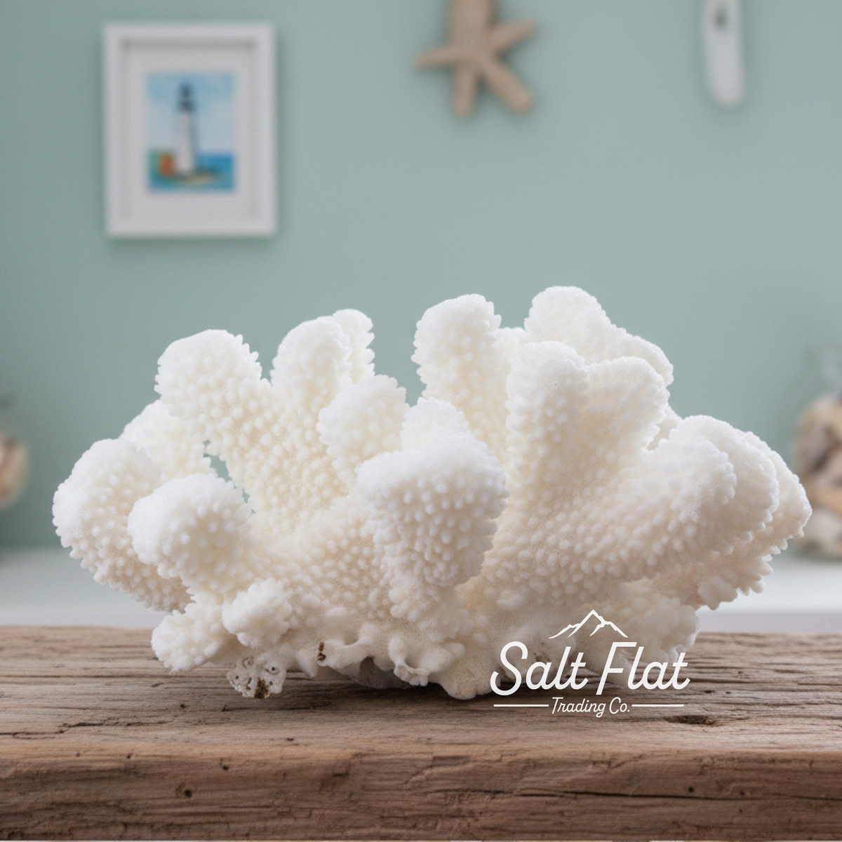 Cauliflower Coral 7-10"