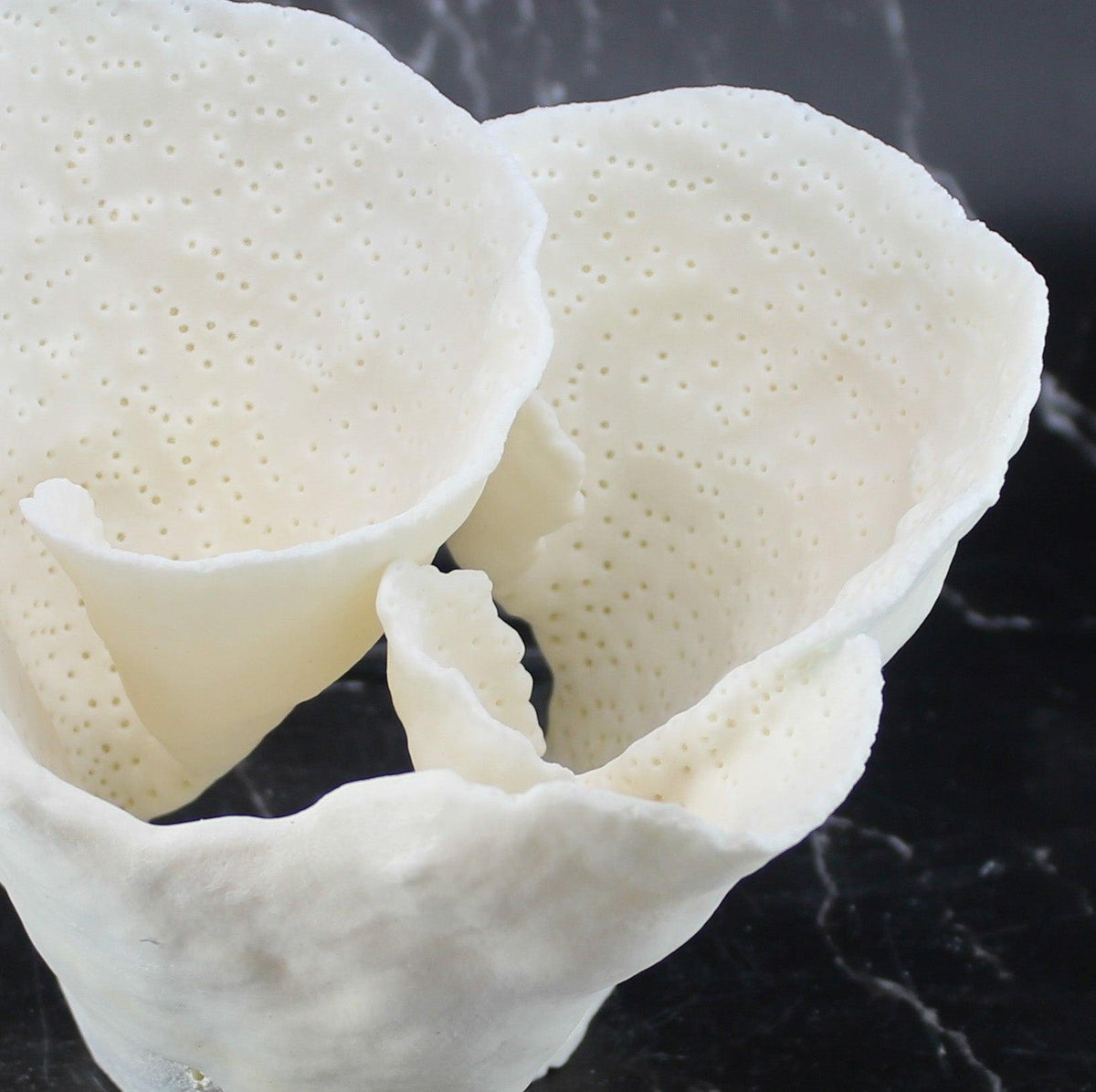 Cup Coral 12-14"